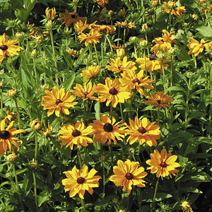 Unbranded Rudbeckia Marmalade Seeds