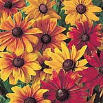 Unbranded Rudbeckia Rustic Dwarfs Seeds