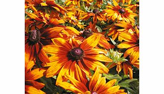 Unbranded Rudbeckia Seeds - Cappuccino