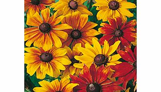 Unbranded Rudbeckia Seeds - Rustic Dwarfs