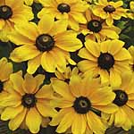 Unbranded Rudbeckia Toto Easiplants