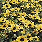 Unbranded Rudbeckia Toto Lemon Seeds 428114.htm