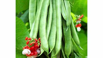 Unbranded Runner Bean - Tenderstar