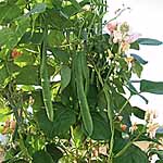 Unbranded Runner Bean Celebration Seeds 431055.htm