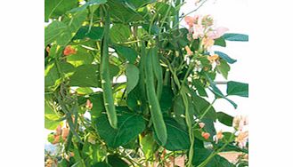 Unbranded Runner Bean Celebration Seeds