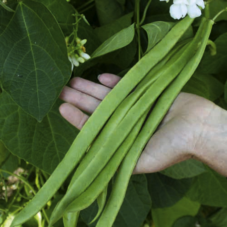 Unbranded Runner Bean Moonlight Seeds Average Seeds 35