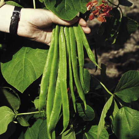 Unbranded Runner Bean Red Rum Seeds Average Seeds 50