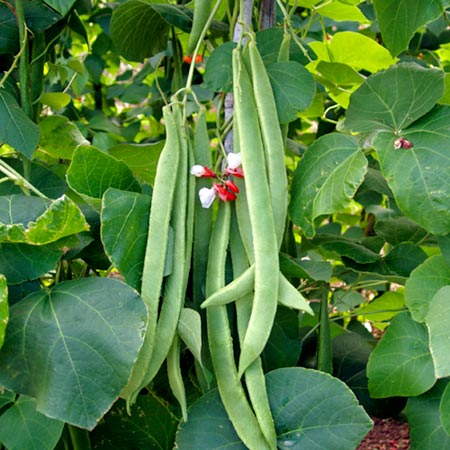 Unbranded Runner Bean St George Average Seeds 35