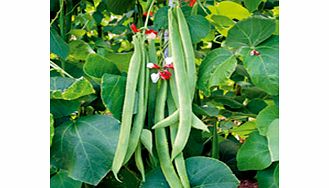 Unbranded Runner Bean St George Seeds