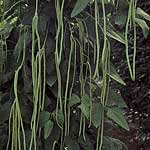 Unbranded Runner Bean Yard Long Seeds