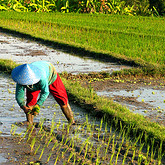 Escape to the heart of the Balinese countryside to experience the wonderful scenery and traditional 