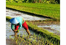 Escape to the heart of the Balinese countryside to experience the wonderful scenery and traditional way of life. Enjoy a Balinese cooking demonstration, explore the beautiful rice fields and try your luck at hand fishing.