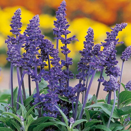 Unbranded Salvia Farinacea Victoria Seeds Average Seeds 300