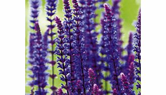 Unbranded Salvia Plant - x nemerosa Cardonna