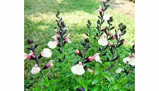 Unbranded Salvia Plants - microphylla Autumn Moon