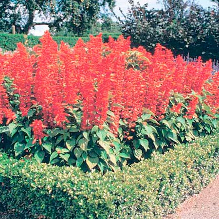 Unbranded Salvia Rambo Plants Pack of 50 Pot Ready Plants