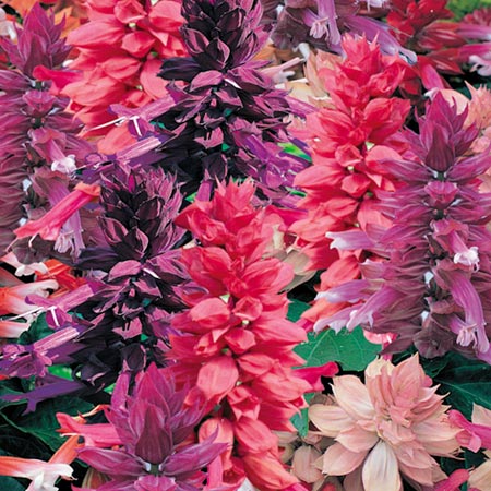 Unbranded Salvia Splendens Elegance Seeds Average Seeds 65