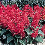 Unbranded Salvia Splendens Firecracker Seeds