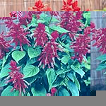 Unbranded Salvia Splendens Lighthouse Seeds 428246.htm