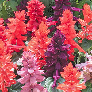 Unbranded Salvia Zing Mix Seeds