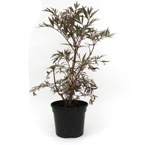 Unbranded Sambucus nigra Black Lace