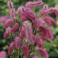 Unbranded Sanguisorba Obtusa 223814.htm