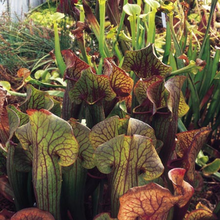 Unbranded Sarracenia Mixed Seeds Average Seeds 35