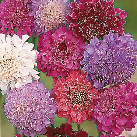 Unbranded Scabiosa Dobies Giant Hybrids Seeds Average