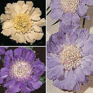 Unbranded Scabiosa Houses Novelties Seeds