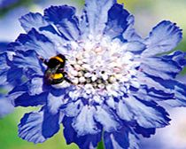 Unbranded Scabiosa Plants - Deep Blue