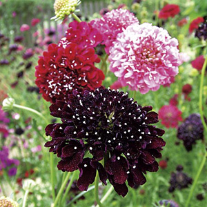 Unbranded Scabious Atropurpurea Summer Seeds