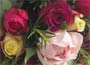 Scented English roses Small