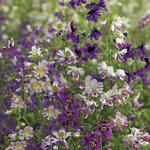 Schizanthus Pinnatus Angel Wings Seeds