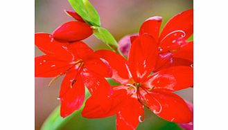 Unbranded Schizostylis Plant - Cindy Towe