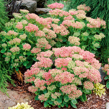 Unbranded Sedum Hot Stuff Pack of 3 Potted Plants