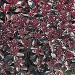 Unbranded Sedum Spurium Voodoo Seeds