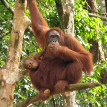 Semengoh Wildlife Rehabilitation Centre - Adult