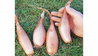 Unbranded Shallot Banana Plants - Zebrune