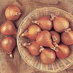 Unbranded Shallot Bulbs  Hative De Niort