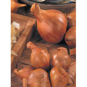 Unbranded Shallots Golden Gourmet Bulbs