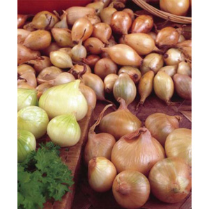 Unbranded Shallots Yellow Moon Bulbs