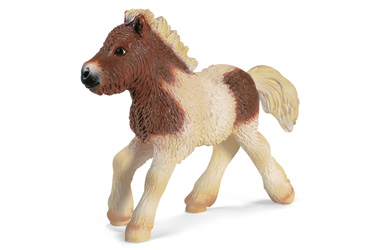 Unbranded Shetland Foal