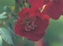   Scented, single, cream-centred, cherry-red flowe