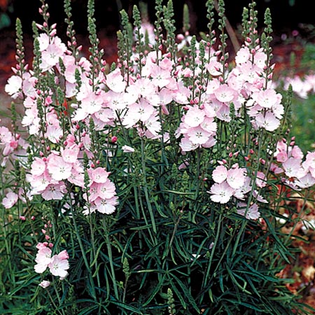 Unbranded Sidalcea Rosaly Seeds Average Seeds 90