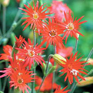 Unbranded Silene Jack Flash Seeds