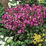 Unbranded Silene Rollies Favourite