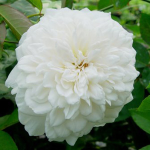 Unbranded Sombreuil - David Austin Climbing Rose