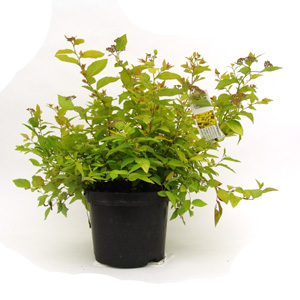 Unbranded Spiraea japonica Golden Princess - Japanese