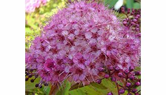 Unbranded Spiraea Plant - japonica Anthony Waterer