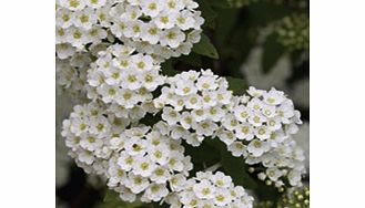 Unbranded Spiraea vanhouttei Plants - Bridal Wreath